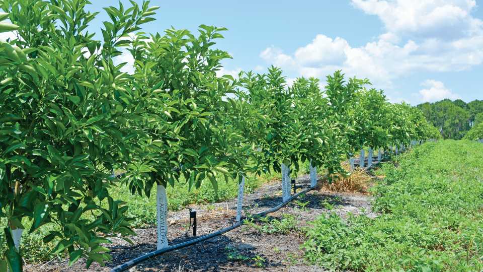 Featured image for “Citrus Water Needs Critical Amid Dry Period”