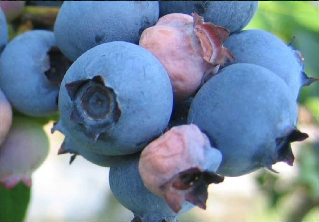 Featured image for “Clemson Extension Agents Provide Crop Updates”