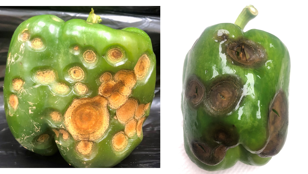 Featured image for “Anthracnose on Rise in Peppers”