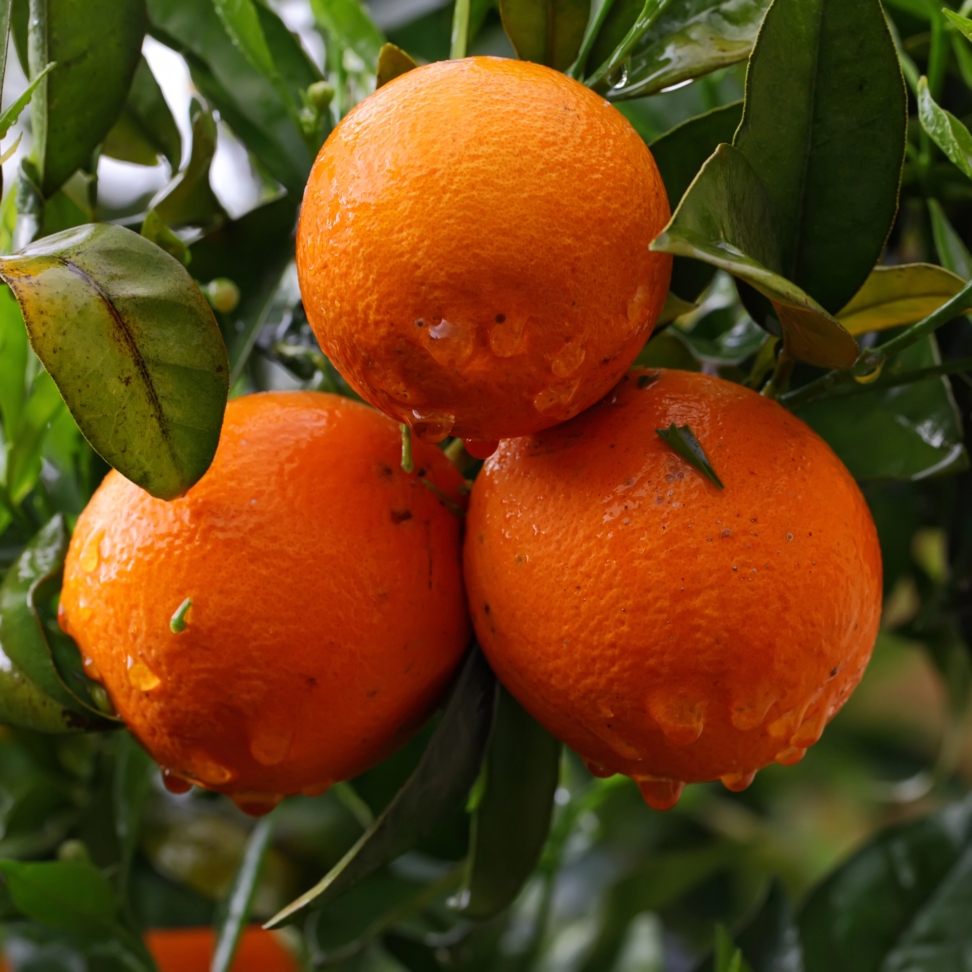 Featured image for “Increased Rainfall Impacts Florida Citrus”