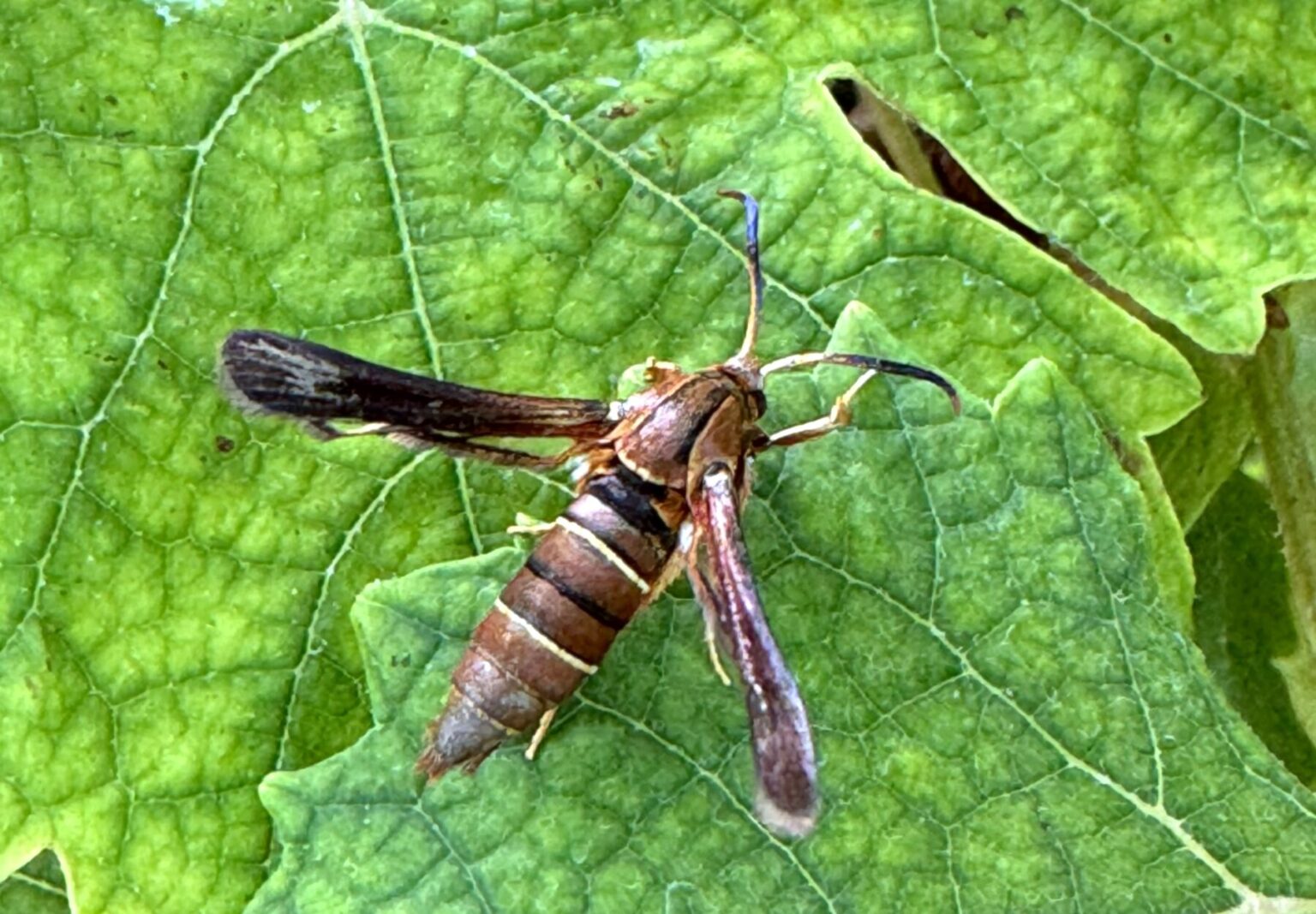 Featured image for “Grape Producers Beware of Root Borer Emergence”