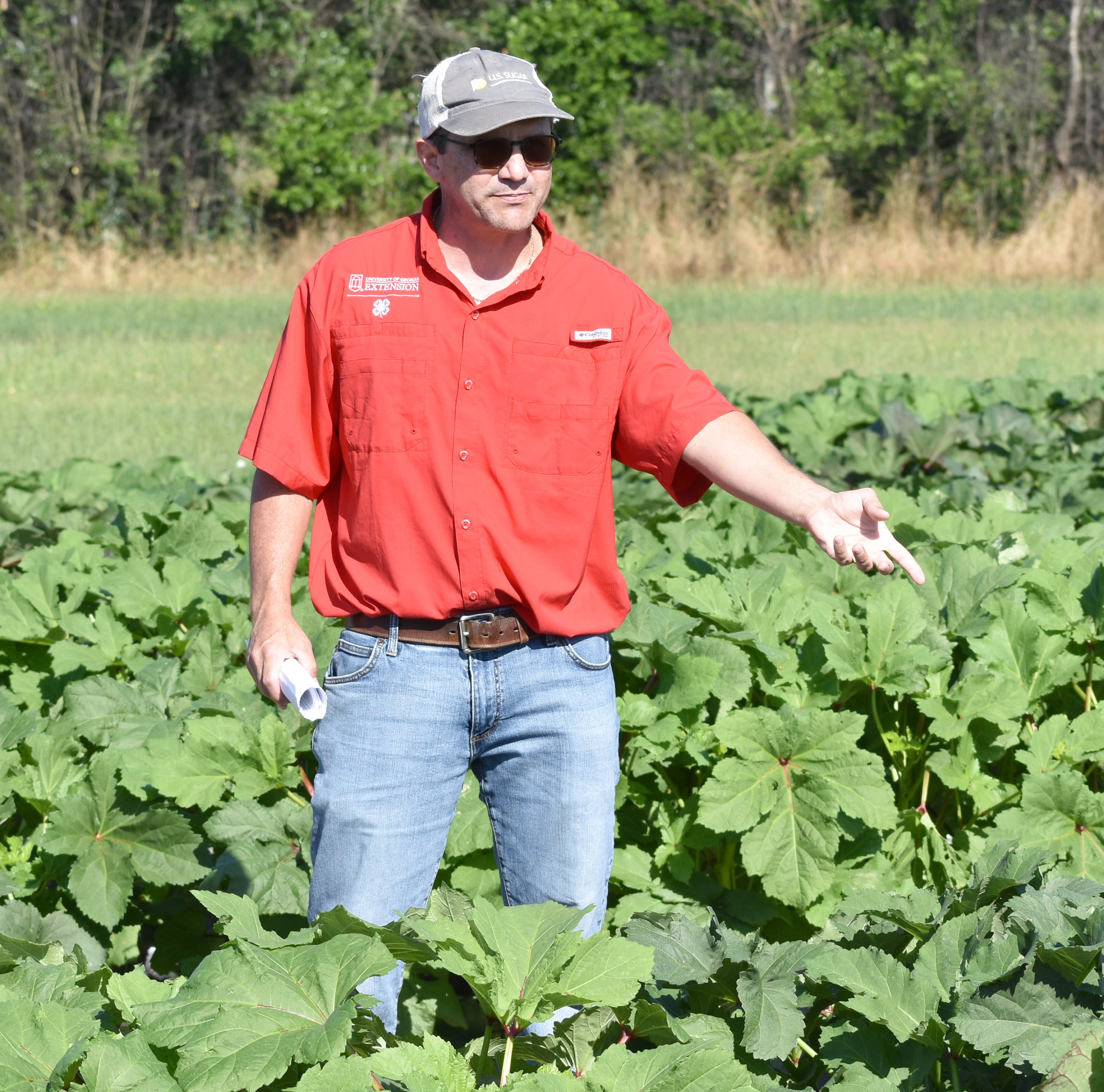 Featured image for “UGA Vegetable Specialist Researching Okra”