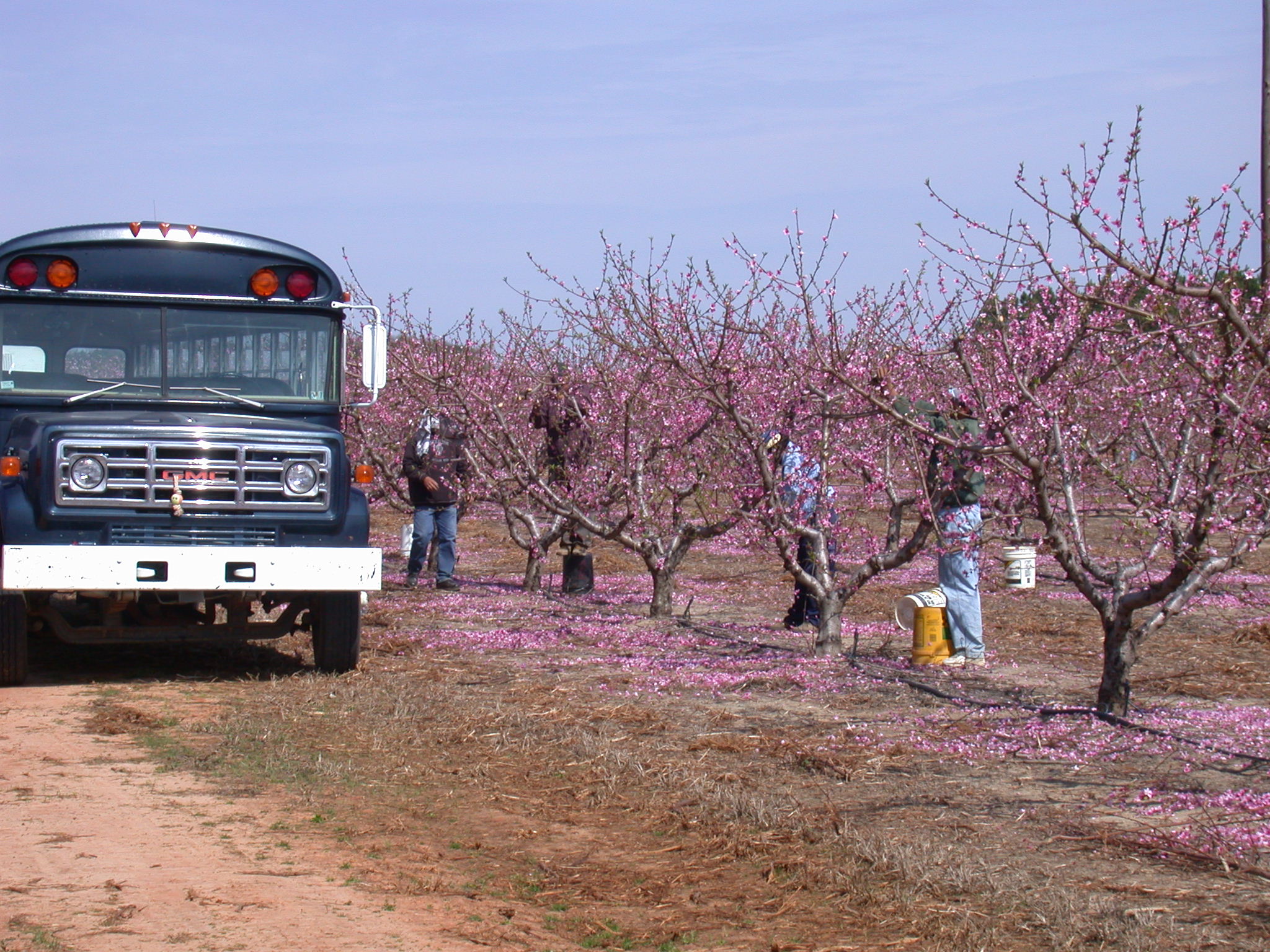 Featured image for “Specialty Crop Grower Magazine: Perfecting Peach Thinning is a Work in Progress”