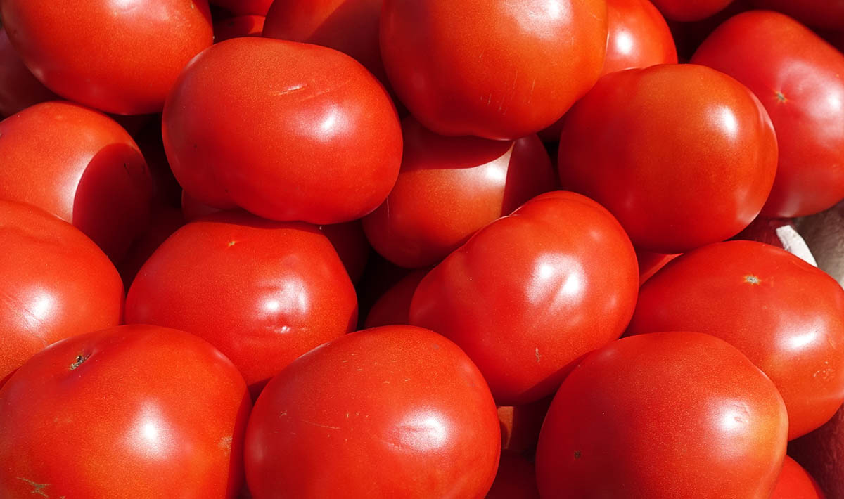 Featured image for “Specialty Crop Grower Magazine: Termination of Tomato Suspension Agreement a Victory”