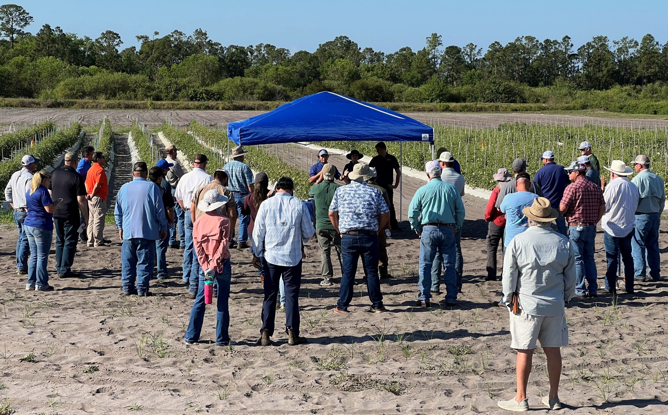 Featured image for “Field Day Touts Vegetable Research”