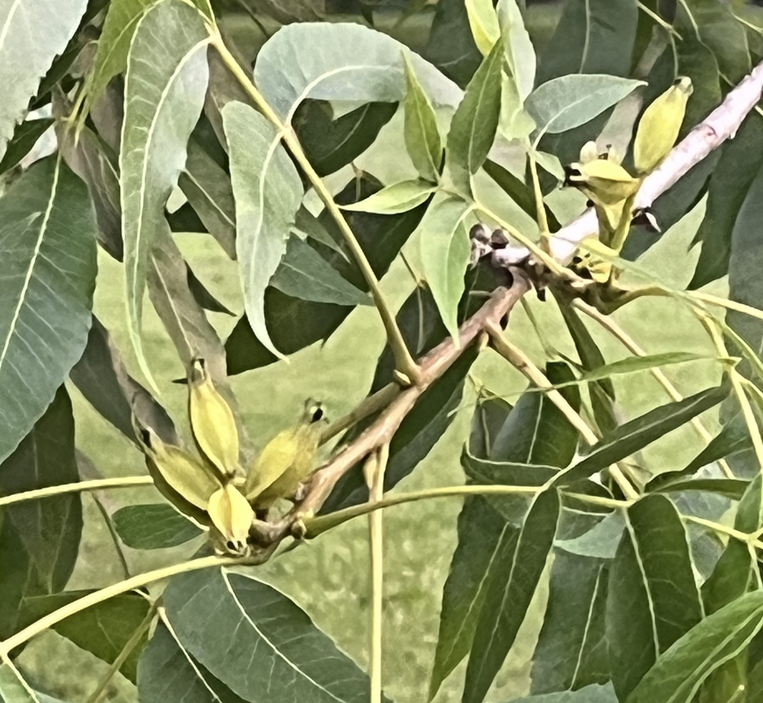 Featured image for “Double Edge Sword: Increased Rain’s Impact on Region’s Pecan Crop”