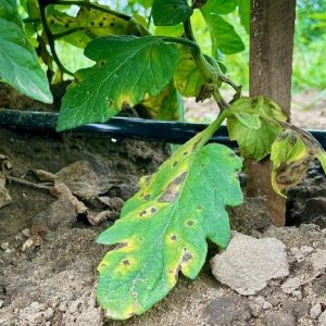 Featured image for “Alabama Rains Have Vegetable Growers Concerned About Disease Development”