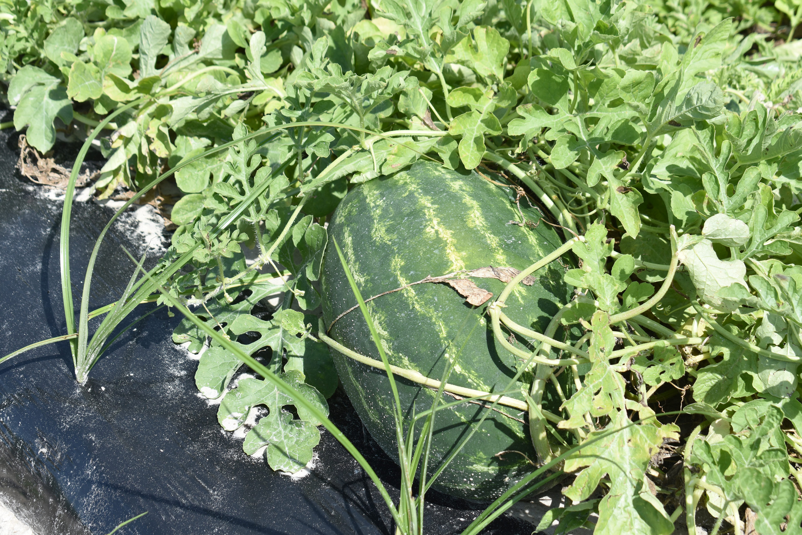 Featured image for “High North Florida Watermelon Acres; Low Market Prices”