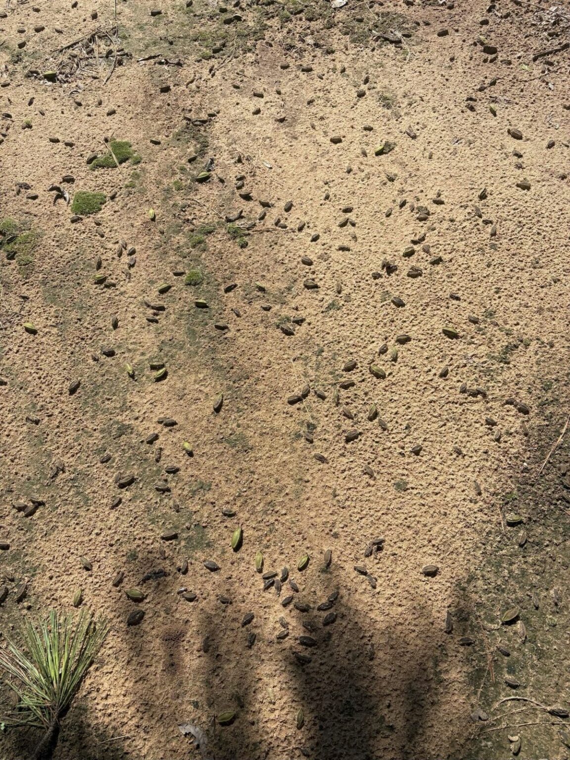 Featured image for “Nut Drop in Pecan Crop”