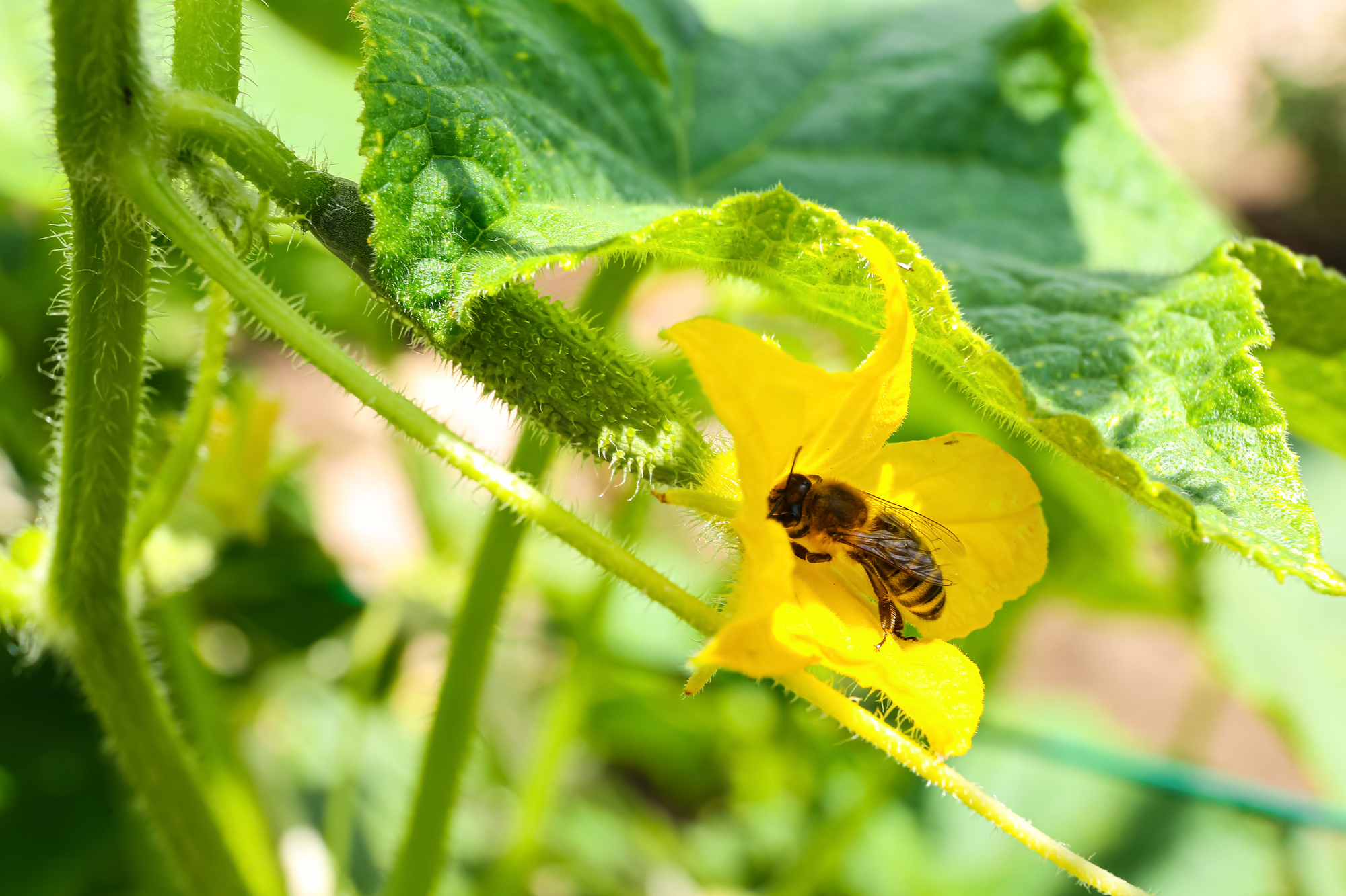 Featured image for “Bee Colony Collapse Due to Resistant Mites”