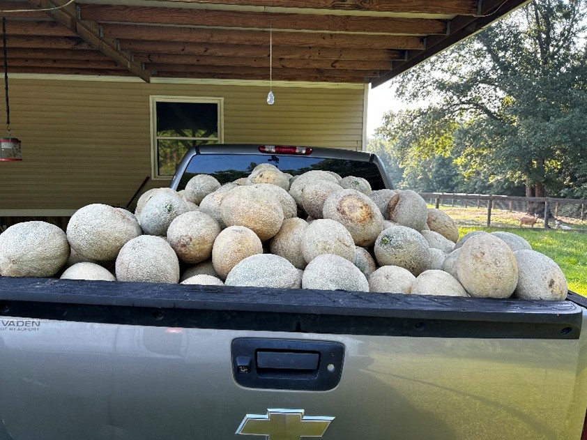 Featured image for “Clemson Extension Agents Provide Crop Updates”
