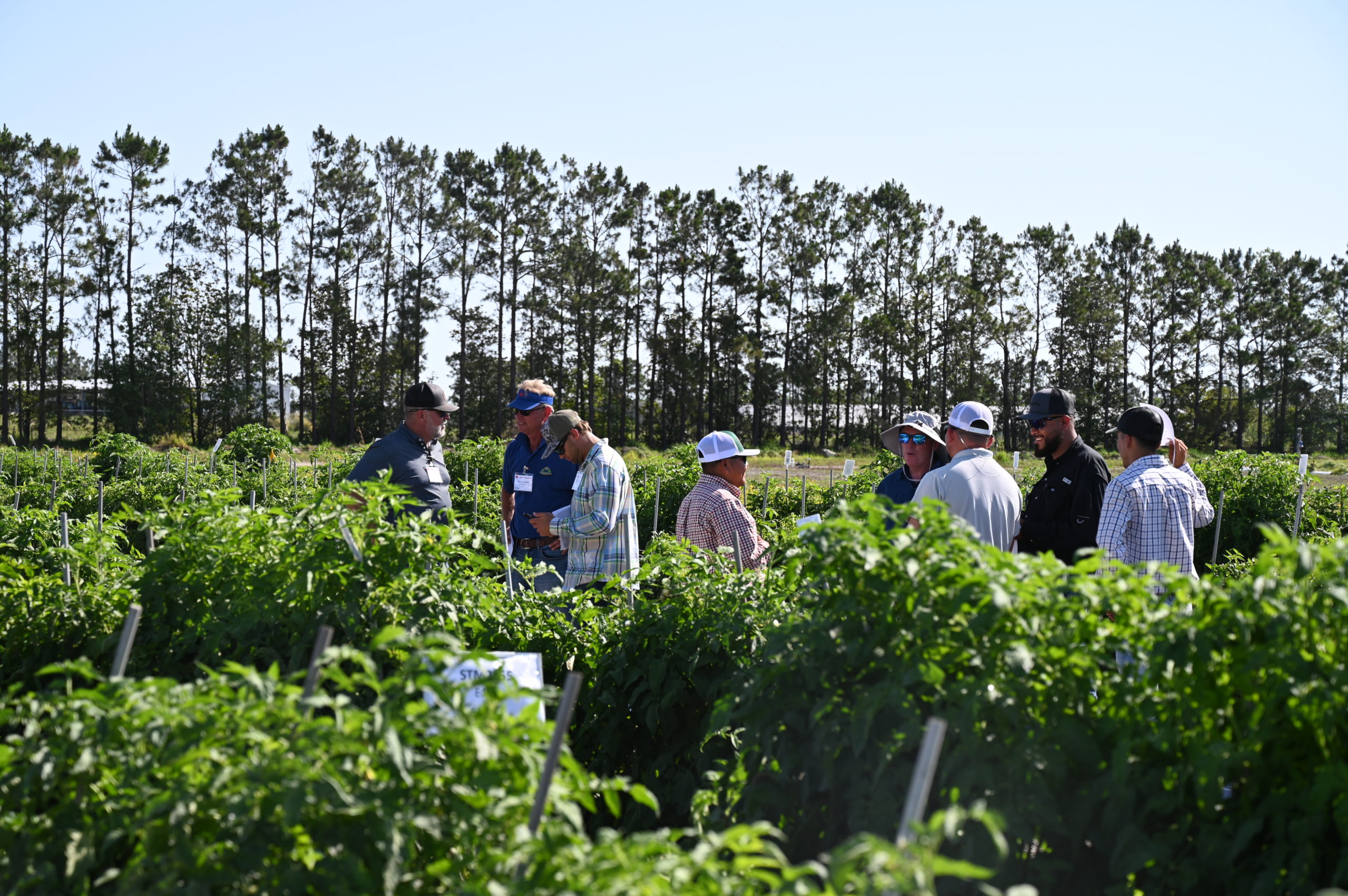 Featured image for “Specialty Crop Grower Magazine: Tomato Field Day Covered Wide Range of Production Topics”