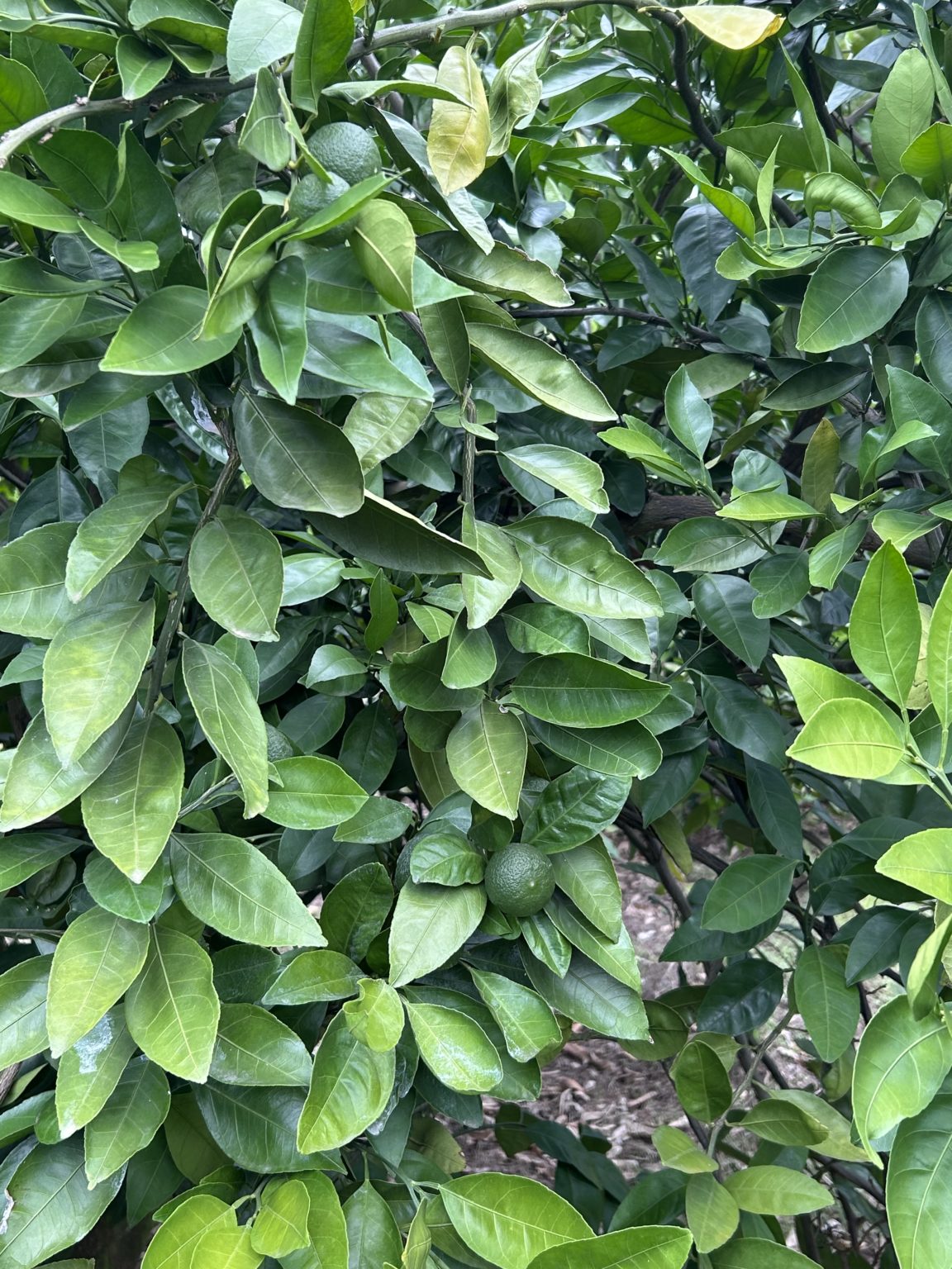 Featured image for “Attention Cold-Hardy Citrus Region Growers: Managing Trees Essential Despite Potential Low Satsuma Supply”