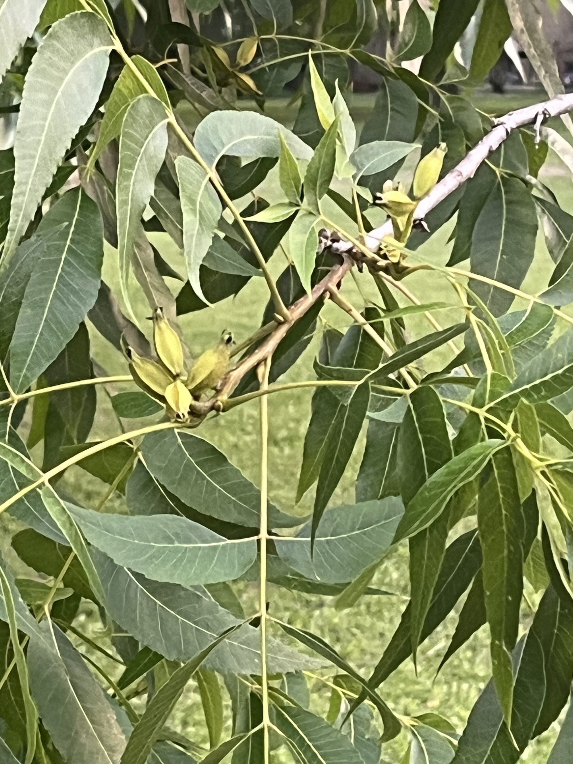 Featured image for “Poor Air Flow in Pecan Orchards Contributing to More Scab Disease”