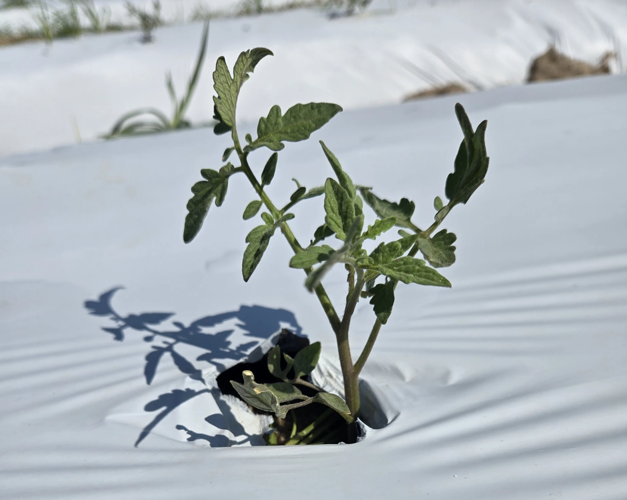 Featured image for “Crop Updates in South Carolina”