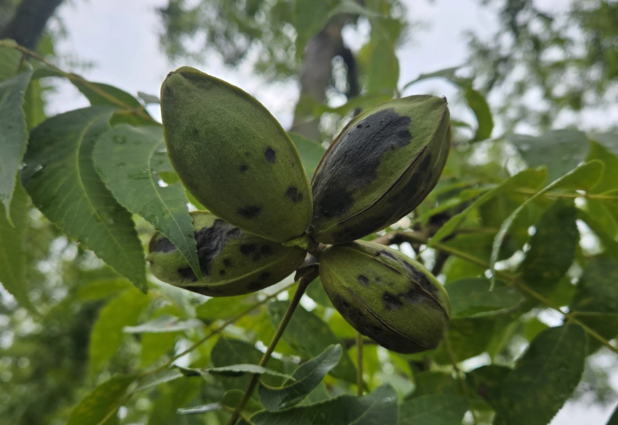 Featured image for “Clemson Extension Agents Provide Crop Updates”