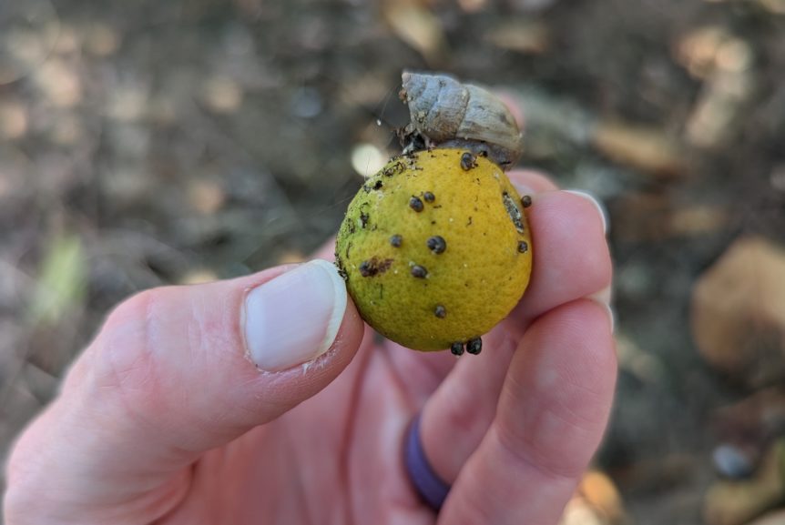 snail