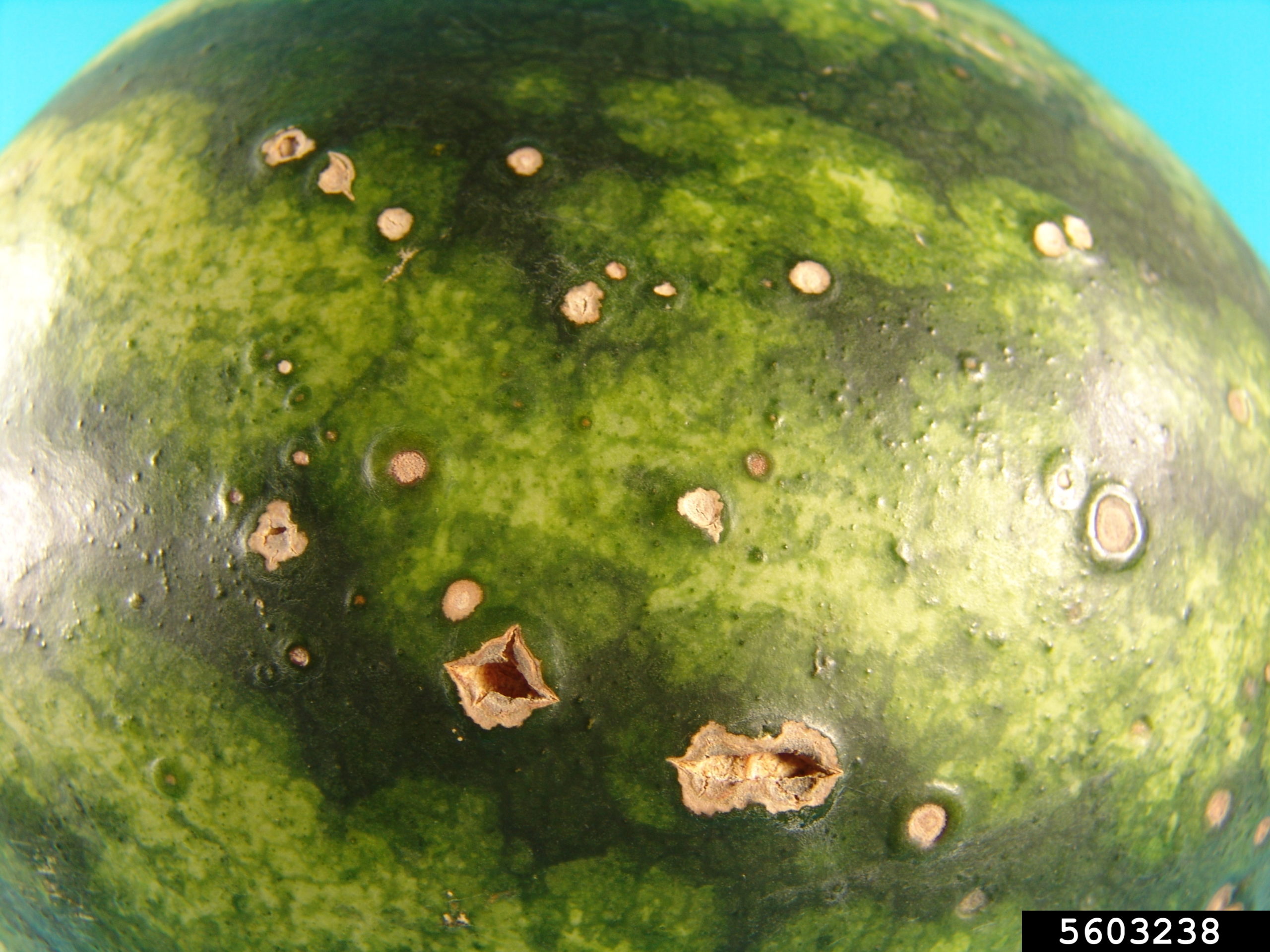 Featured image for “Specialty Crop Grower Magazine: Methods for Managing Watermelon Disease”