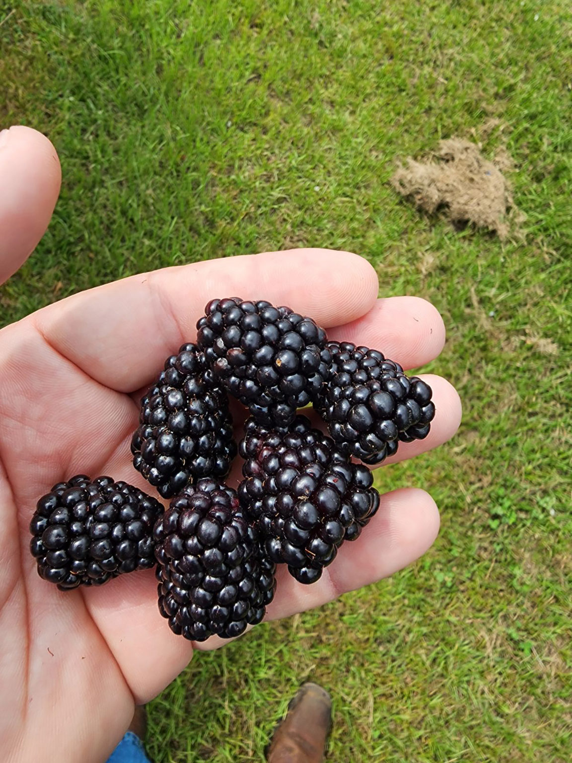 Featured image for “Florida Blackberry Producer: Volume Was Half of Last Year”