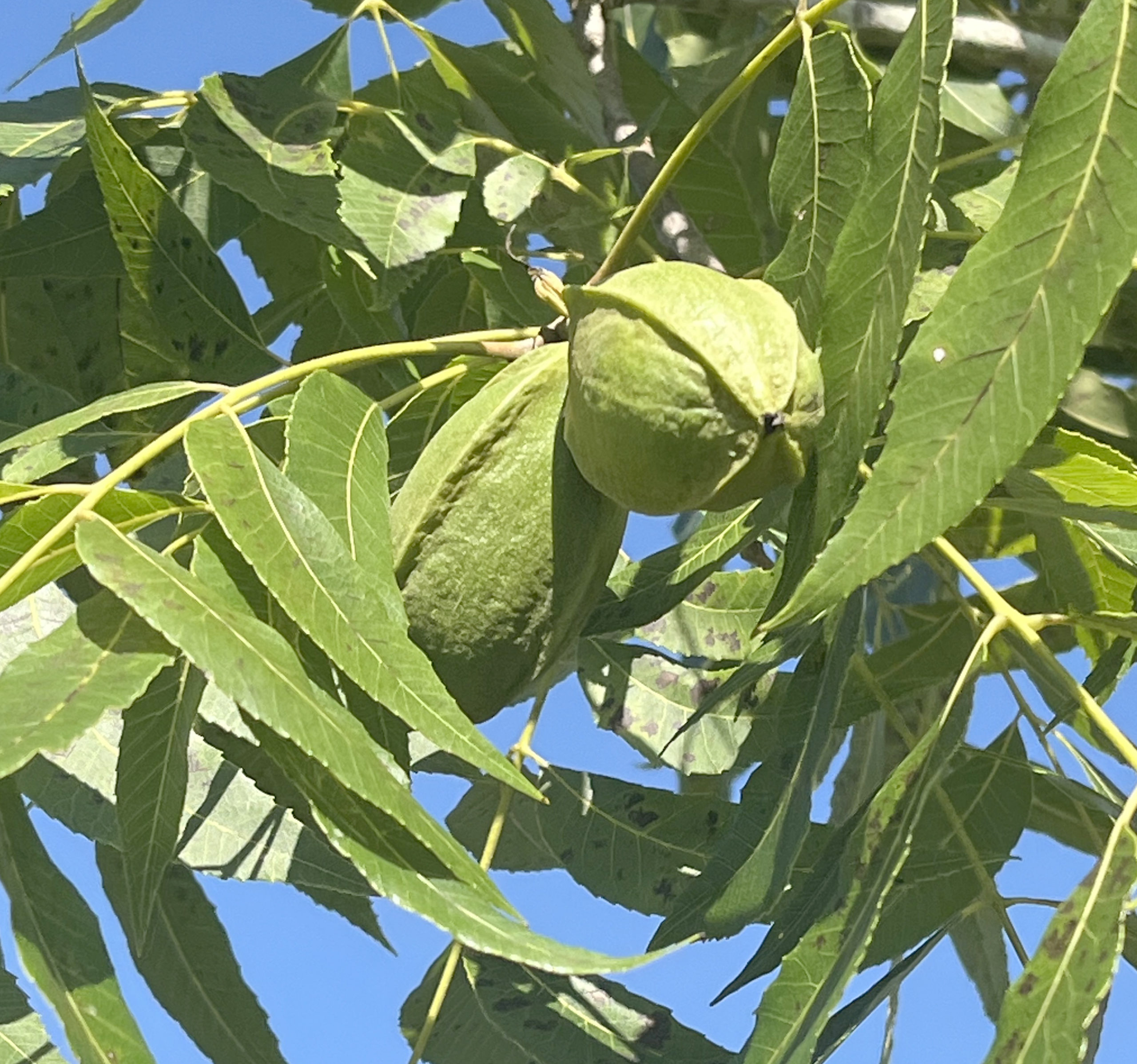 Featured image for “Pecan Fall Field Day Scheduled for Sept. 4”