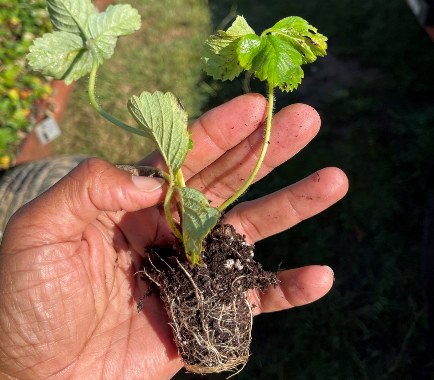 Featured image for “Alabama Strawberry Growers On Cusp of Another Planting Season”