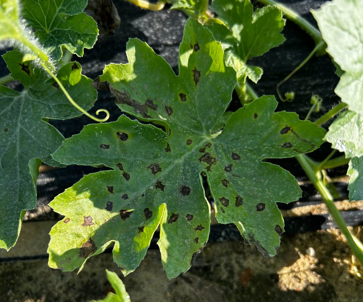 Featured image for “What’s Happening? Clemson Extension Agents Provide Crop Updates”