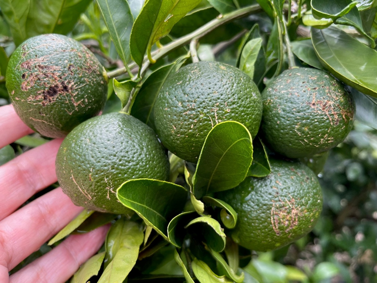 Featured image for “Birds Can Be Bothersome in Cold-Hardy Citrus Groves”