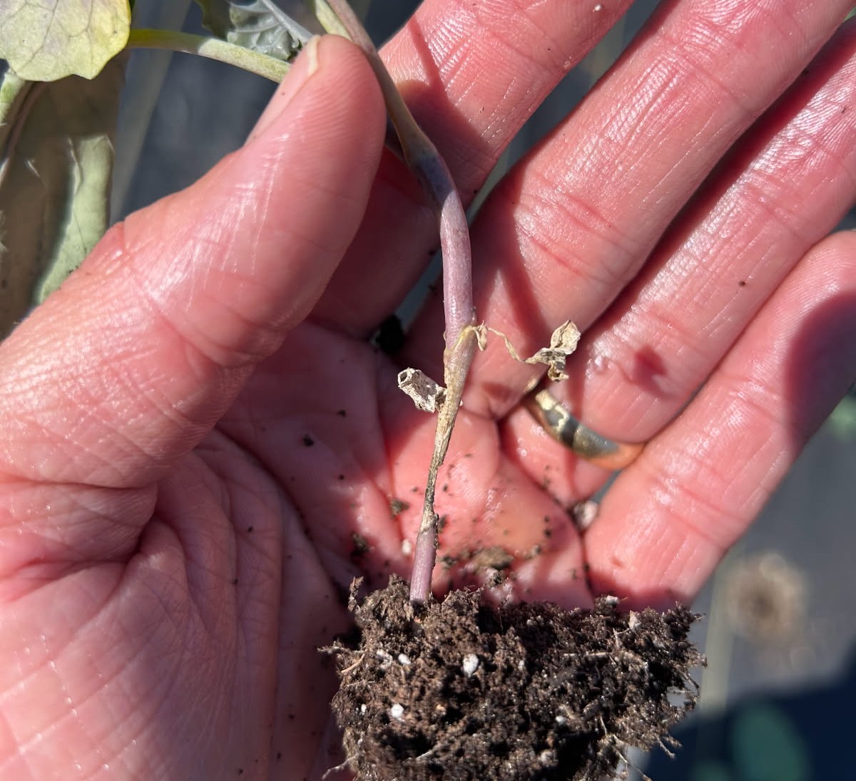 Featured image for “Clemson Extension Agents Provide Crop Updates”