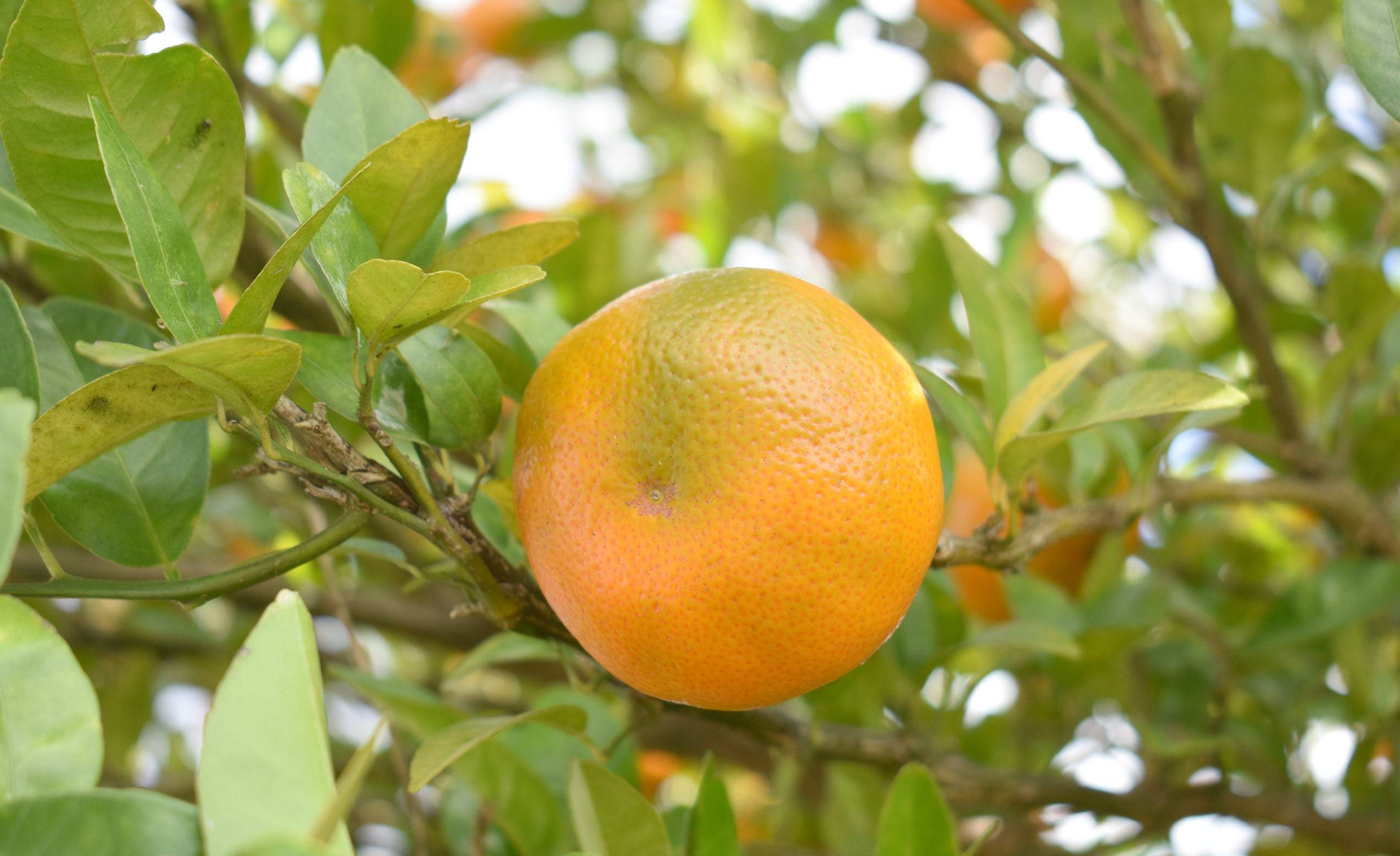 Featured image for “Canopy Management Needed for Cold-Hardy Citrus”