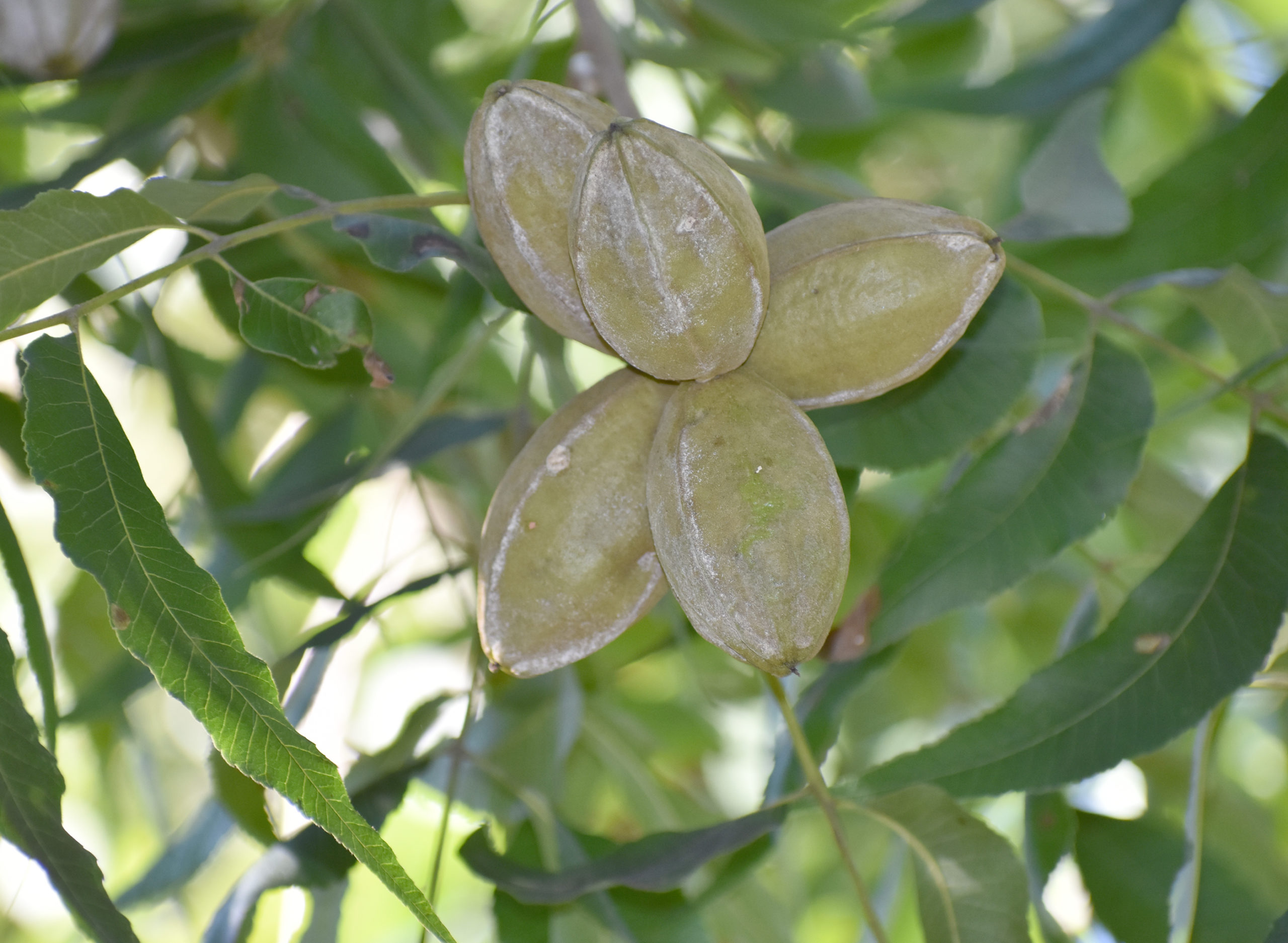 Featured image for “What Now? Management Tips for Pecan Producers”