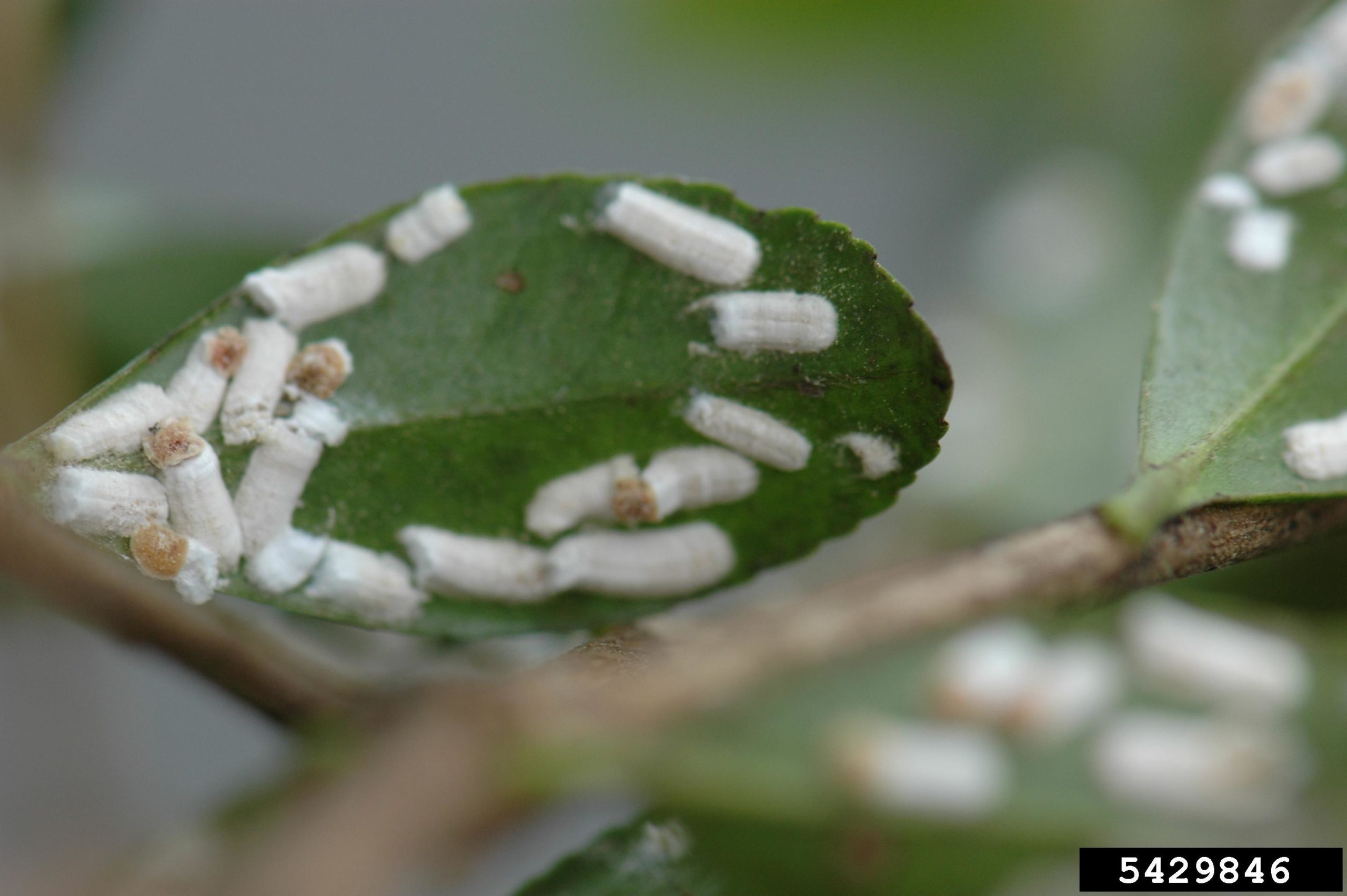 Featured image for “Specialty Crop Grower Magazine: Recommendations for Blueberry Scale Management in North Carolina”