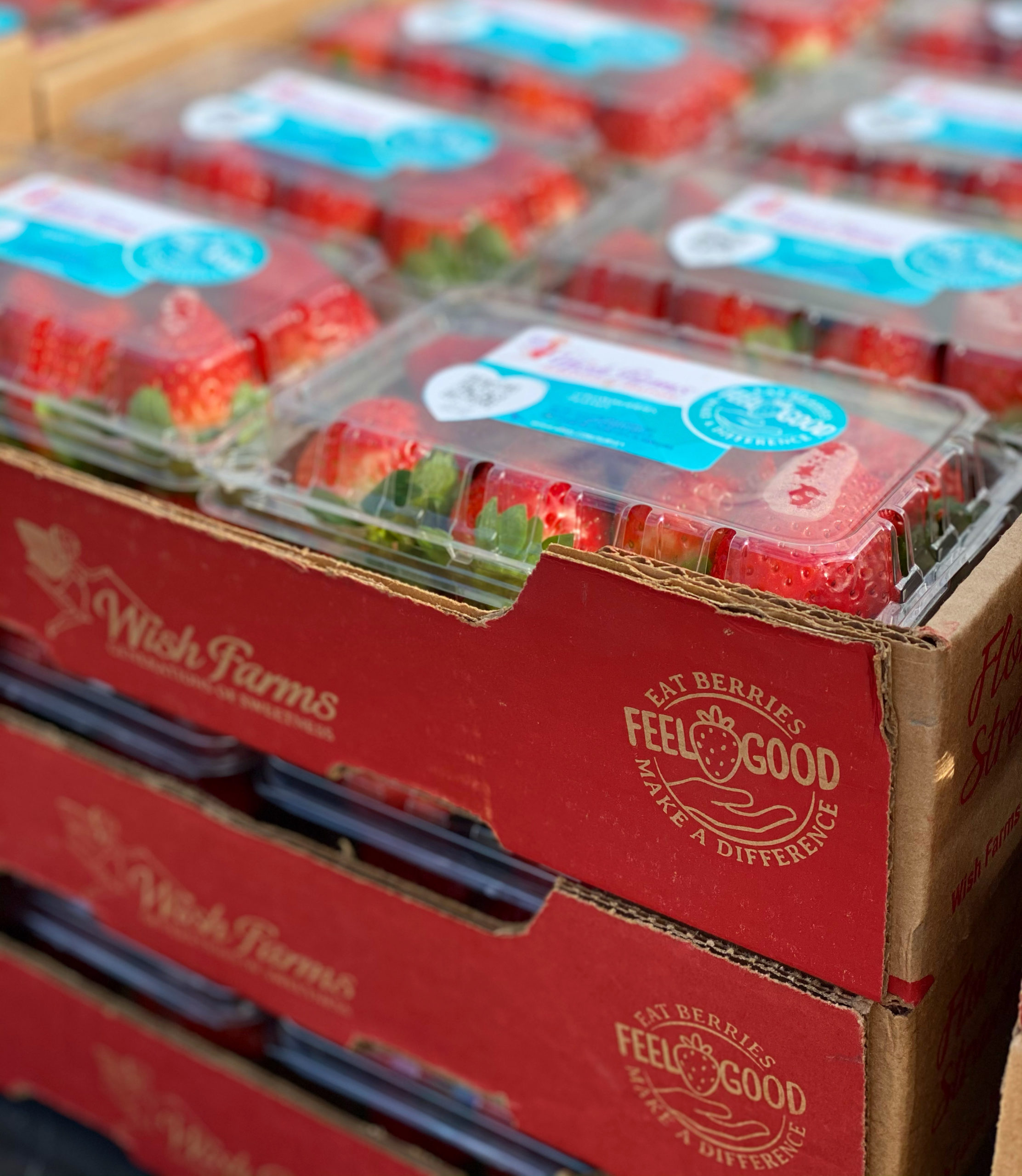 Featured image for “Wish Farms Starts Florida Strawberry Season With Optimism”