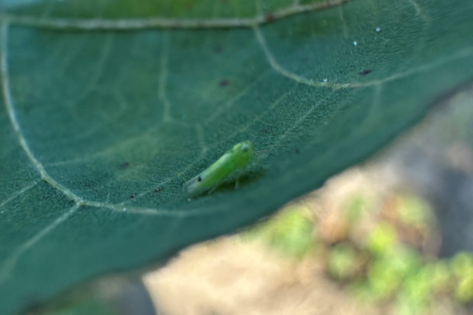 Featured image for “Specialty Crop Grower Magazine: Cotton Jassid Pest Alert”