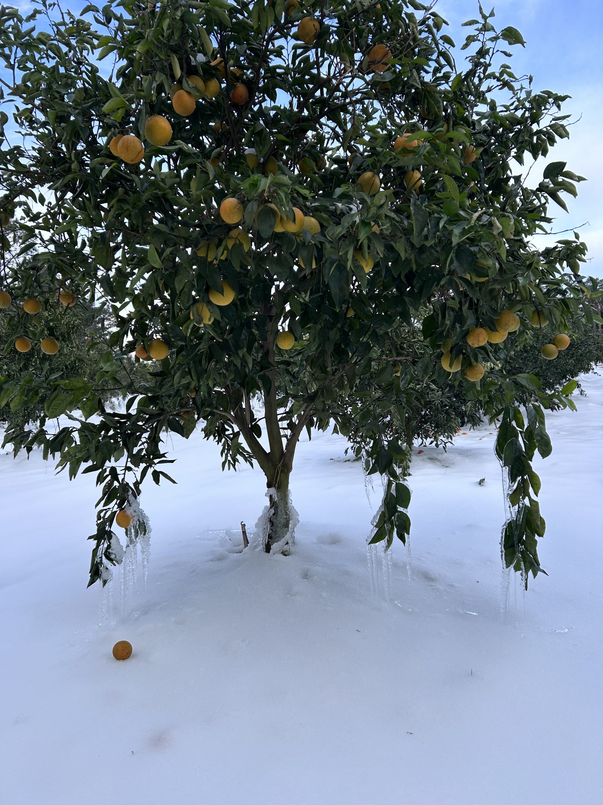 Featured image for “Freeze Tolerance Is Key to Diversification”