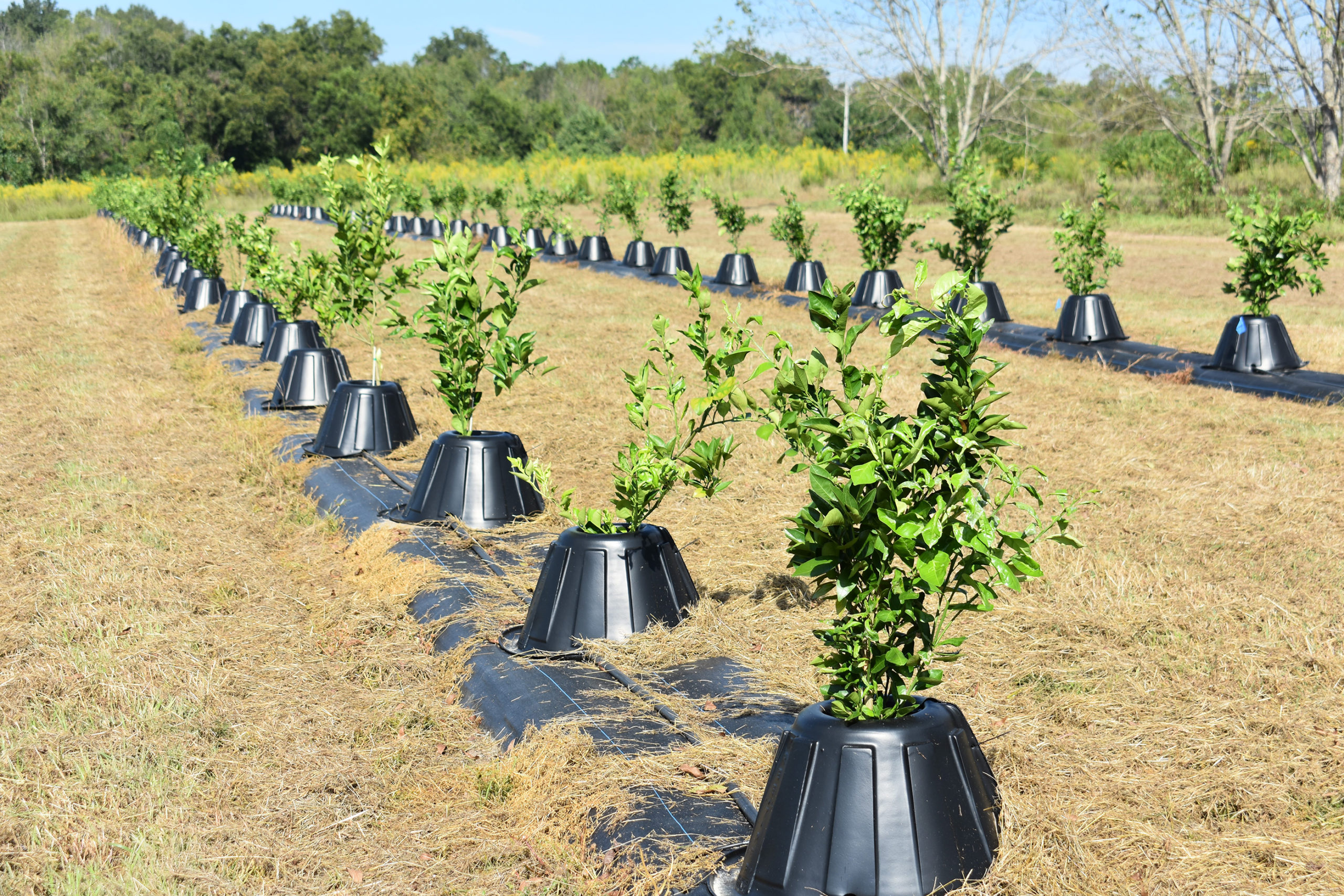 Featured image for “Blood Oranges Could Be Profitable Option for Cold-Hardy Citrus Producers”