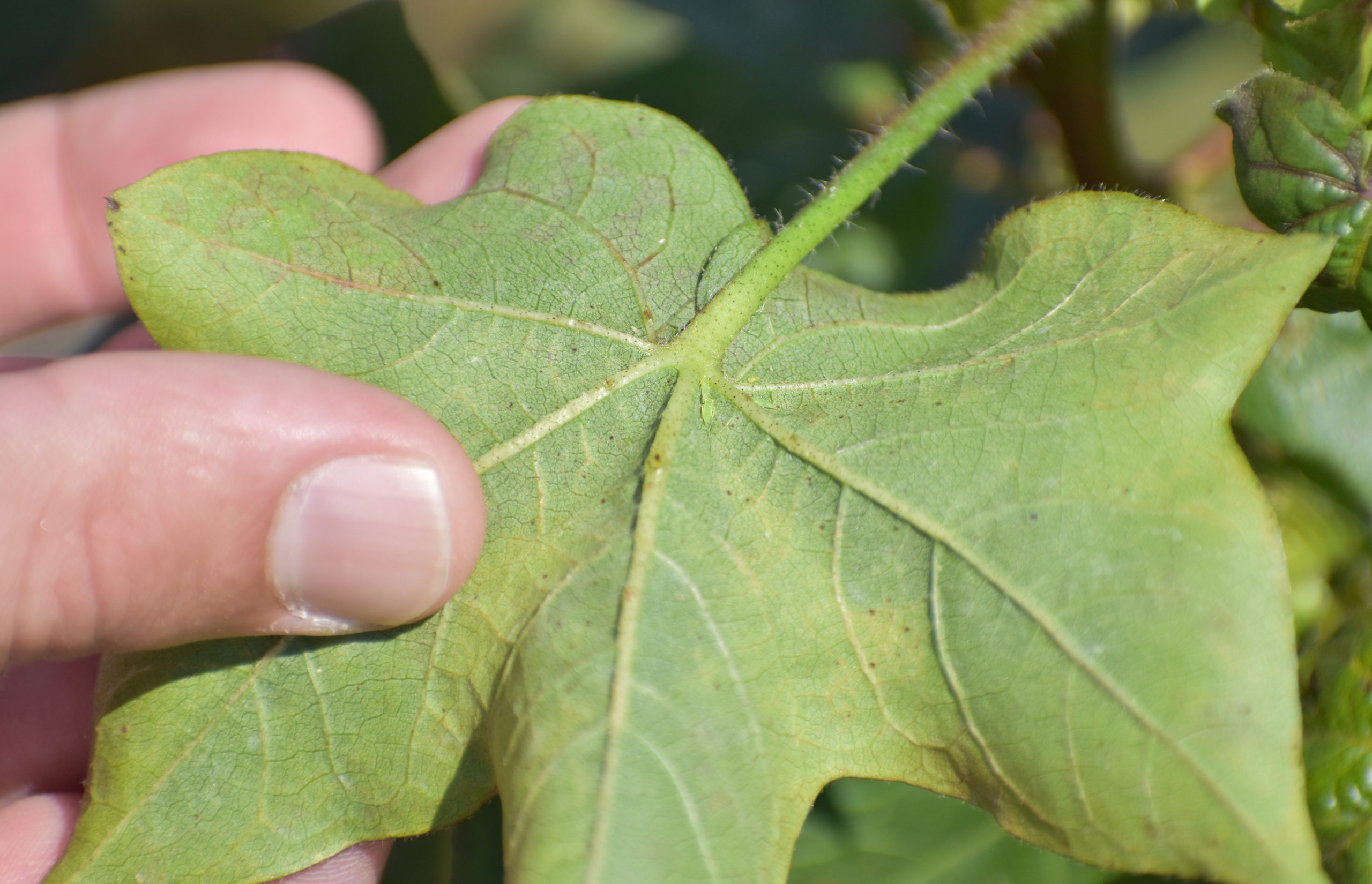 Featured image for “South Florida Pest and Disease Hotline: Cotton Jassid Impacting Vegetables”