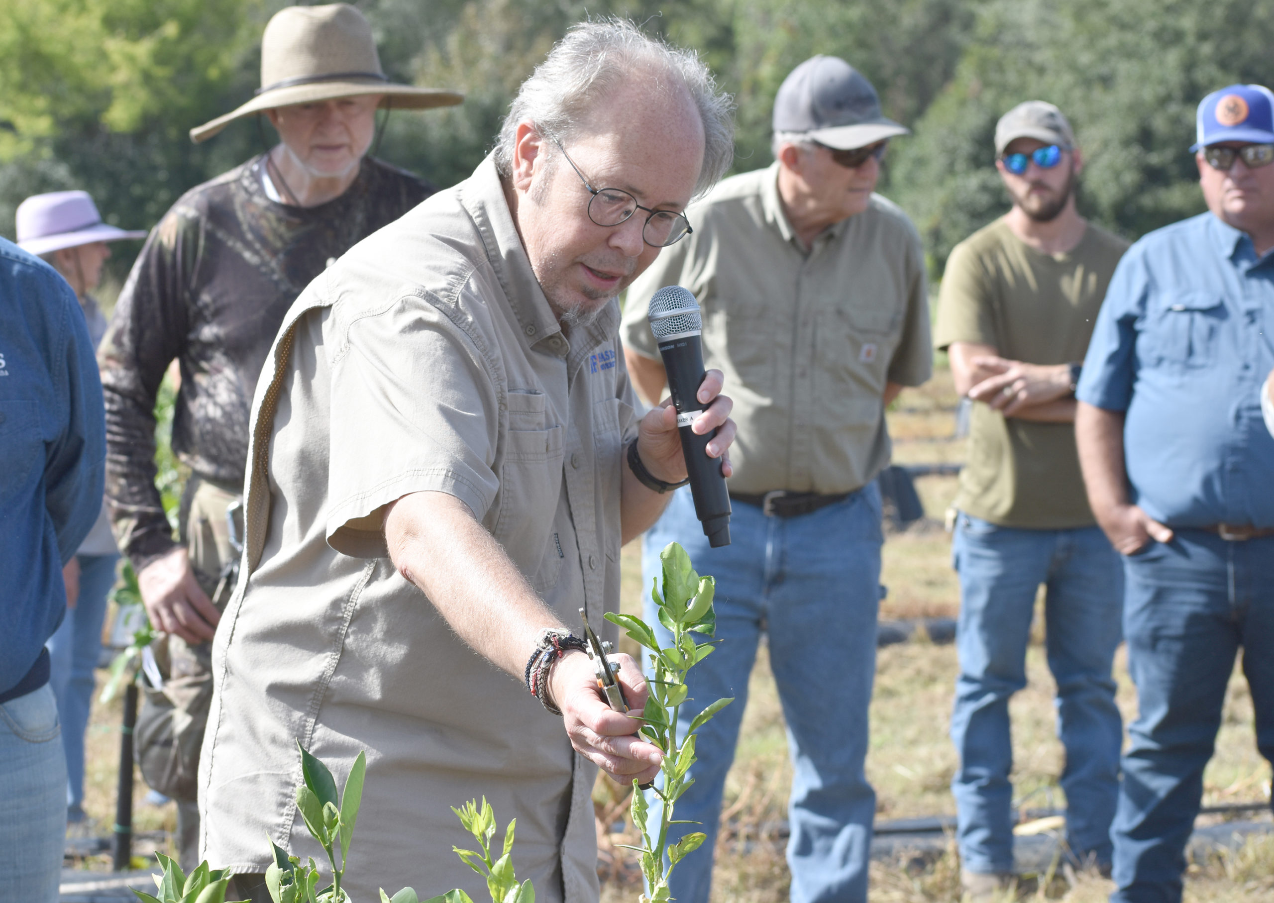 Featured image for “Pruning Young Citrus Trees”