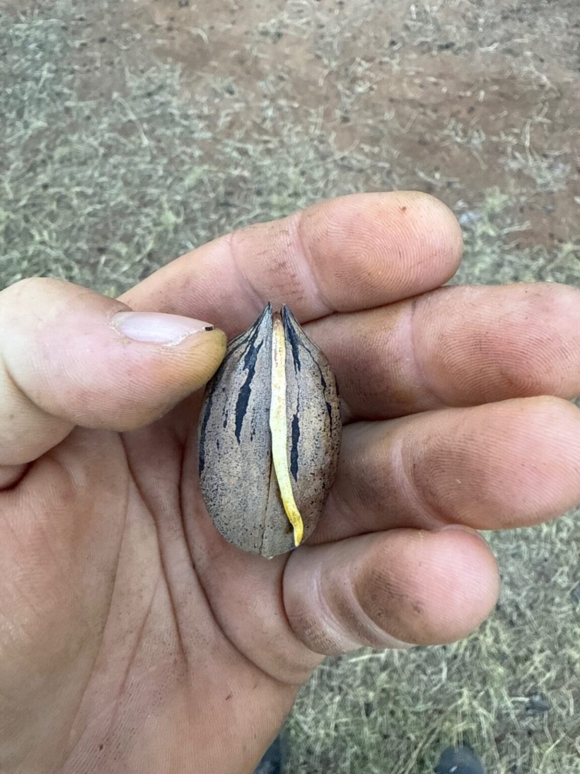 Featured image for “Drought Effect: ‘Light’ Pecan Crop in Southeast”