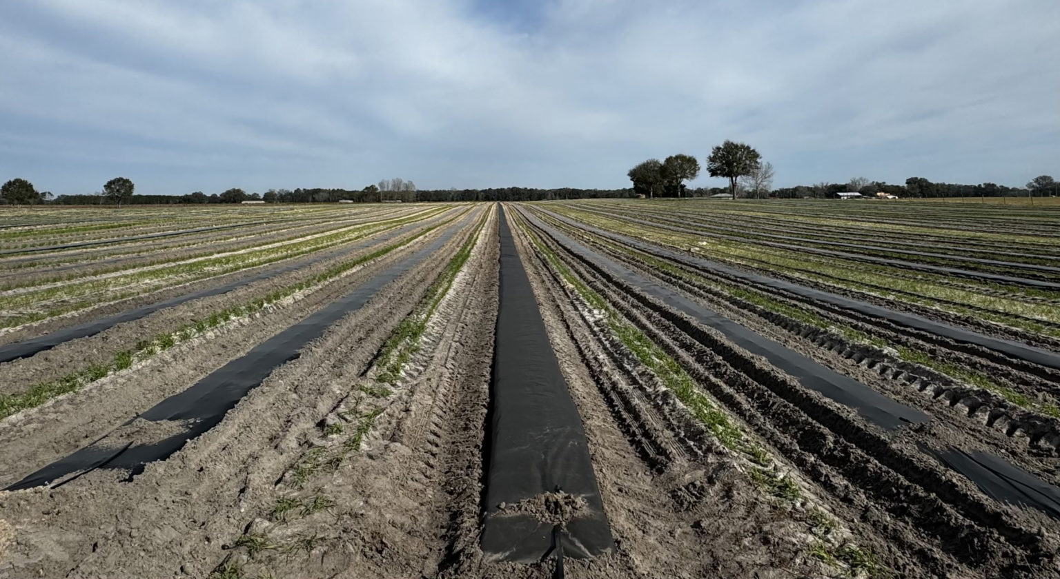 Featured image for “Mark Your Calendar: UF/IFAS to Host Master Irrigator Drip Irrigation Short Course”