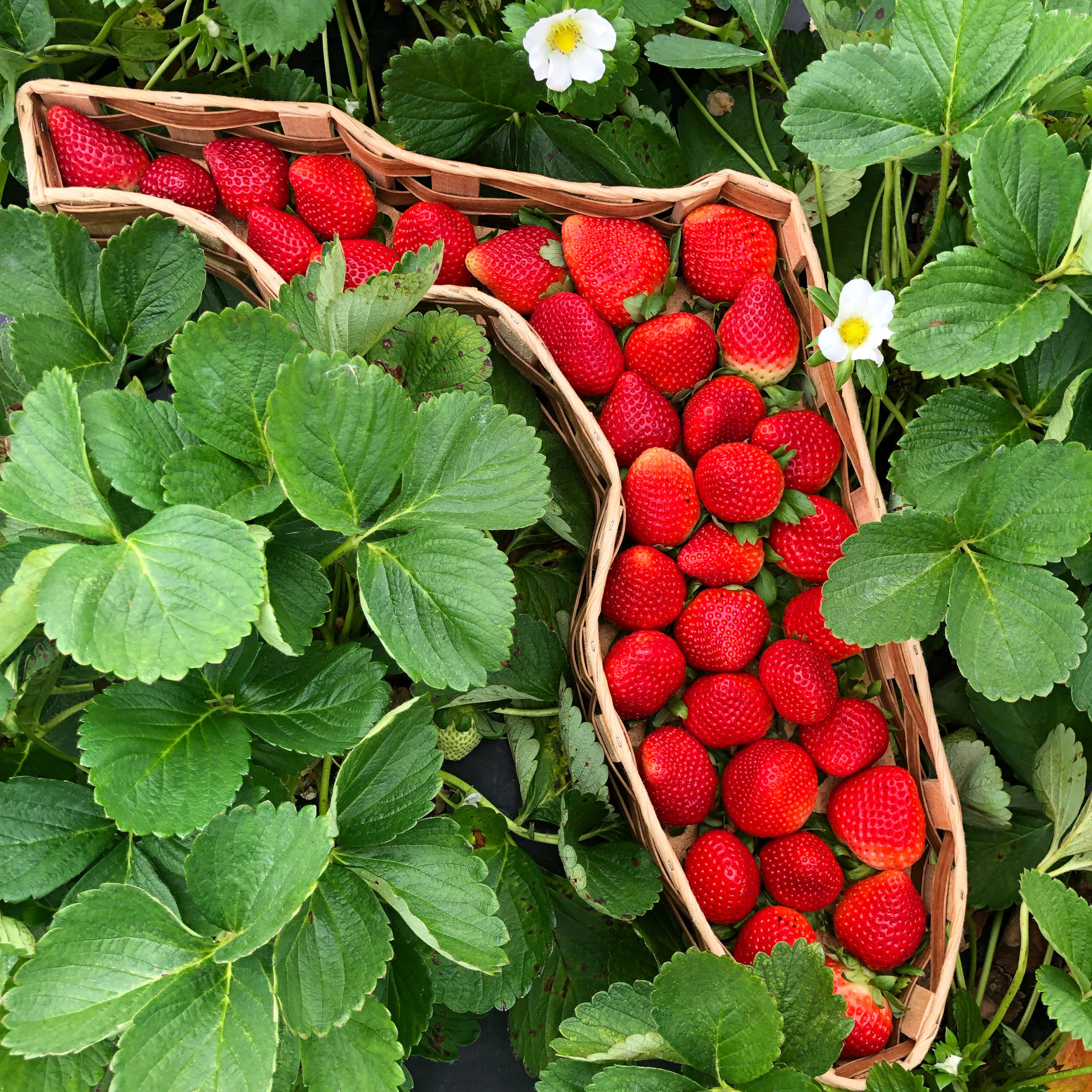 Featured image for “Florida Strawberry Growers Ready to Turn the Page”