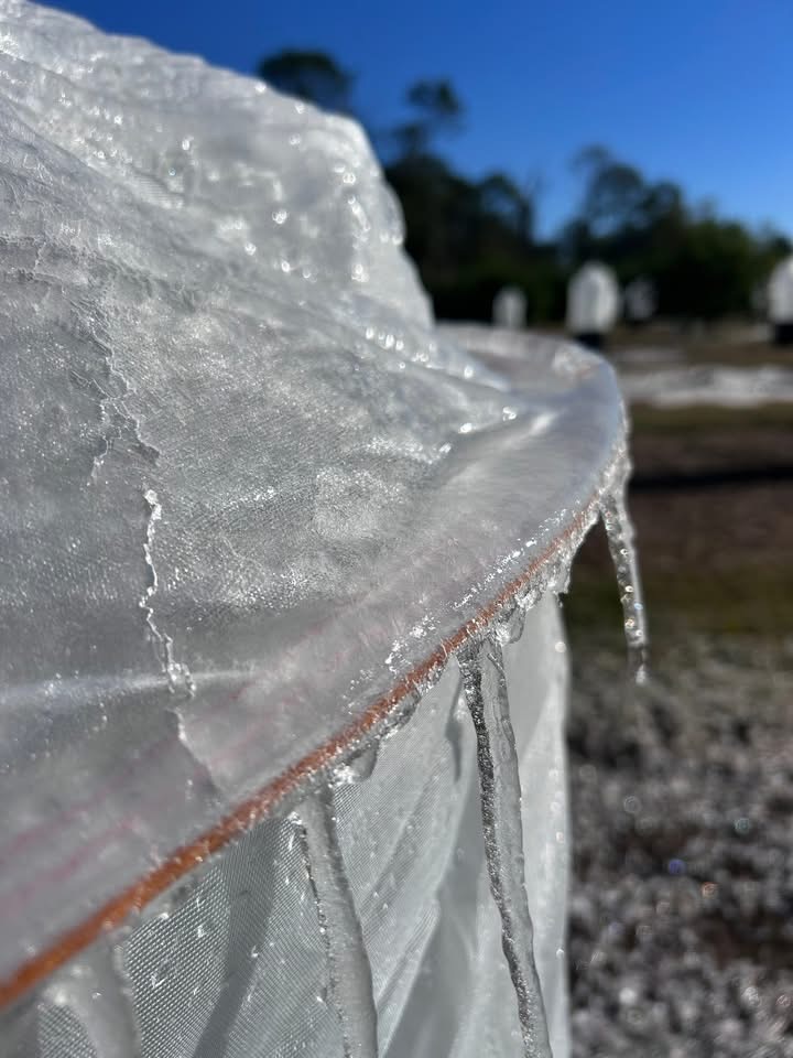 Featured image for “Cold-Hardy Citrus Spared From Sub-Freezing Temperatures”