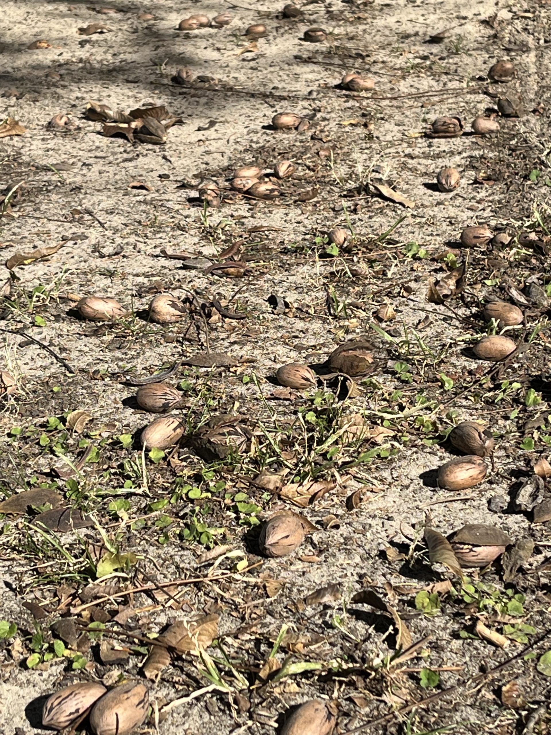 Featured image for “Pecan Quality, Prices Down This Year”