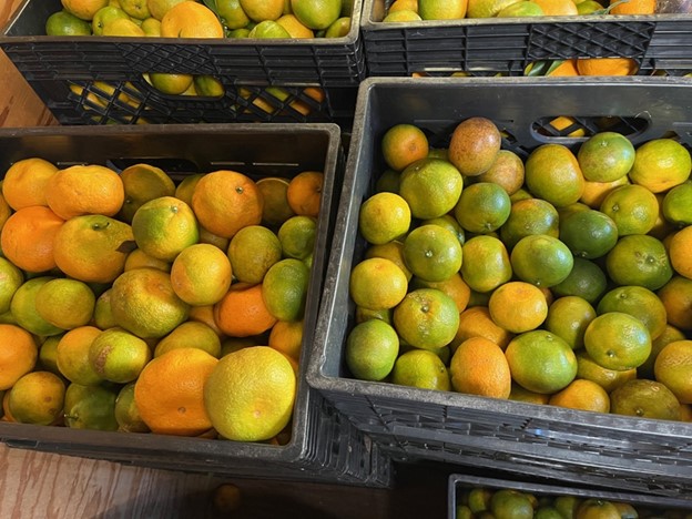 Featured image for “Cold-Hardy Citrus Harvest Begins Early”