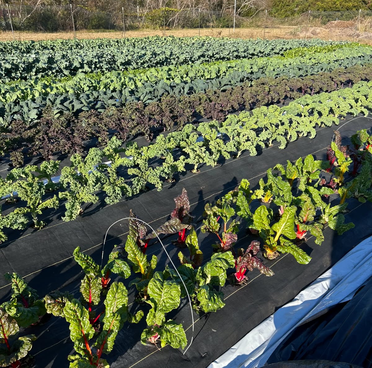 Featured image for “Clemson Extension Agents Provide Weekly Crop Updates”