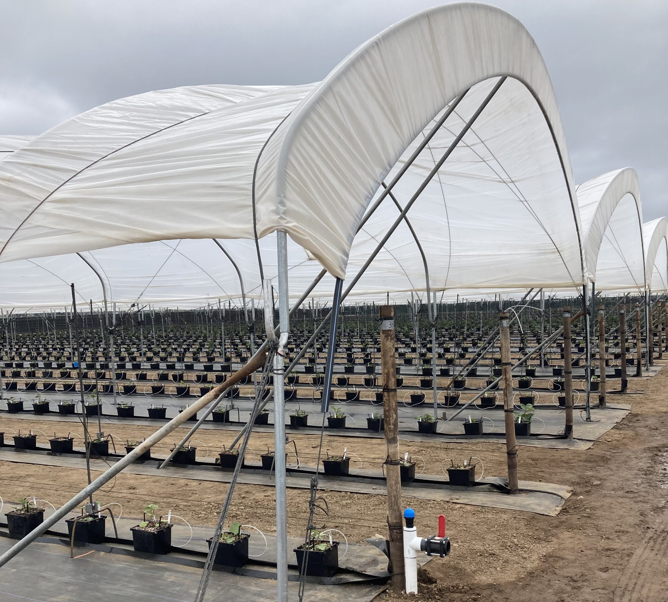 Featured image for “Wish Farms Accelerates Berry Innovation with Raspberry, Blackberry Breeding”