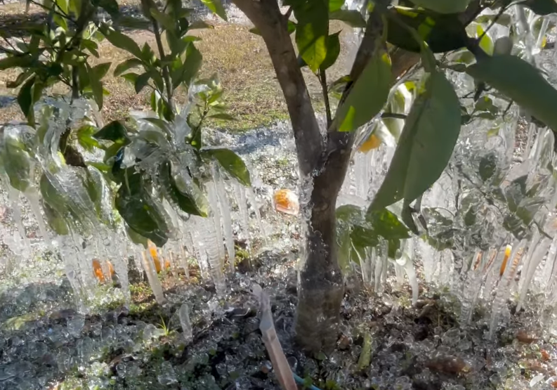 Featured image for “Second Freeze This Season Hits Cold-Hardy Citrus Region”