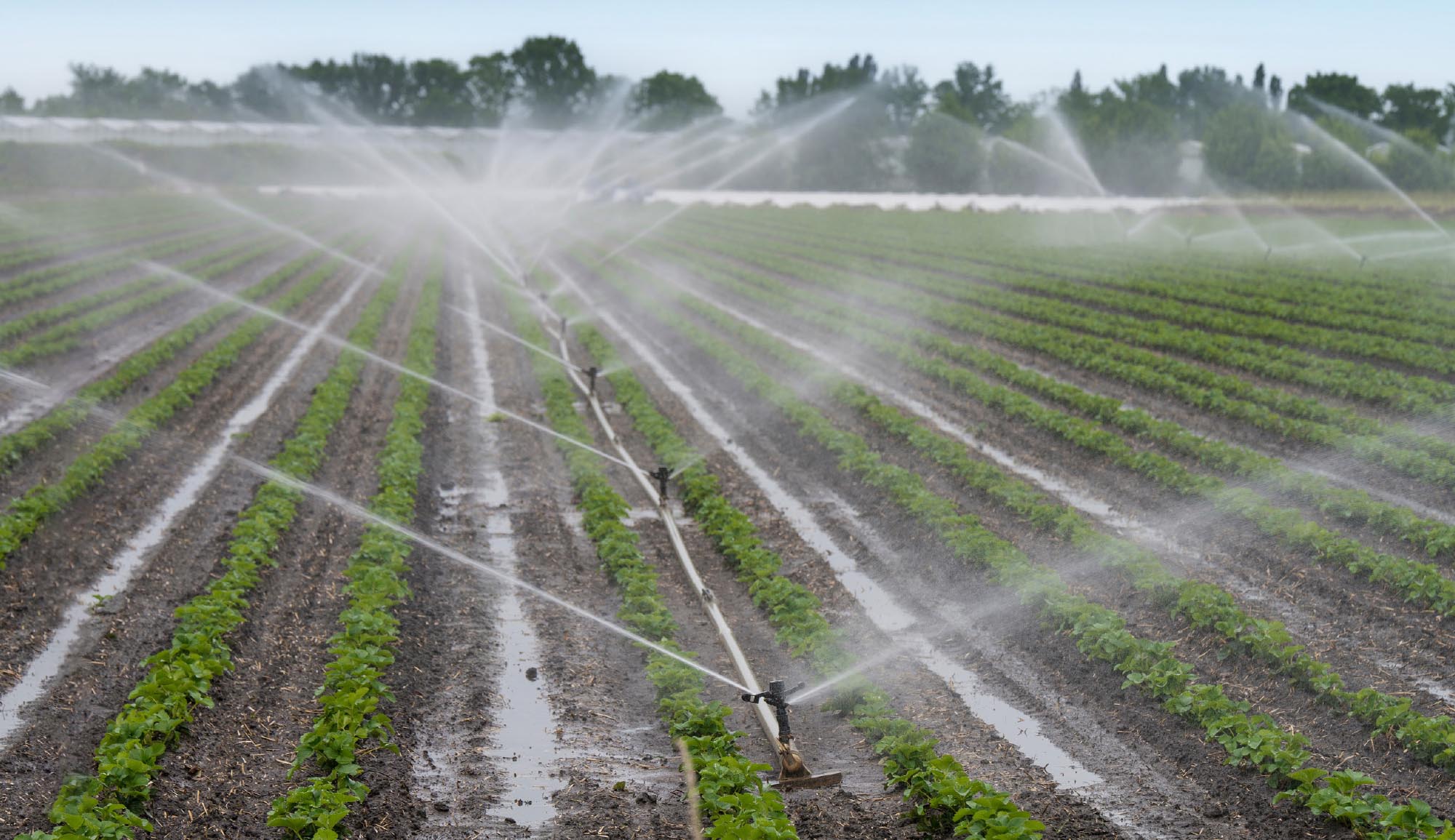 Featured image for “Specialty Crop Grower Magazine: Smarter Water Use for Florida Strawberries”