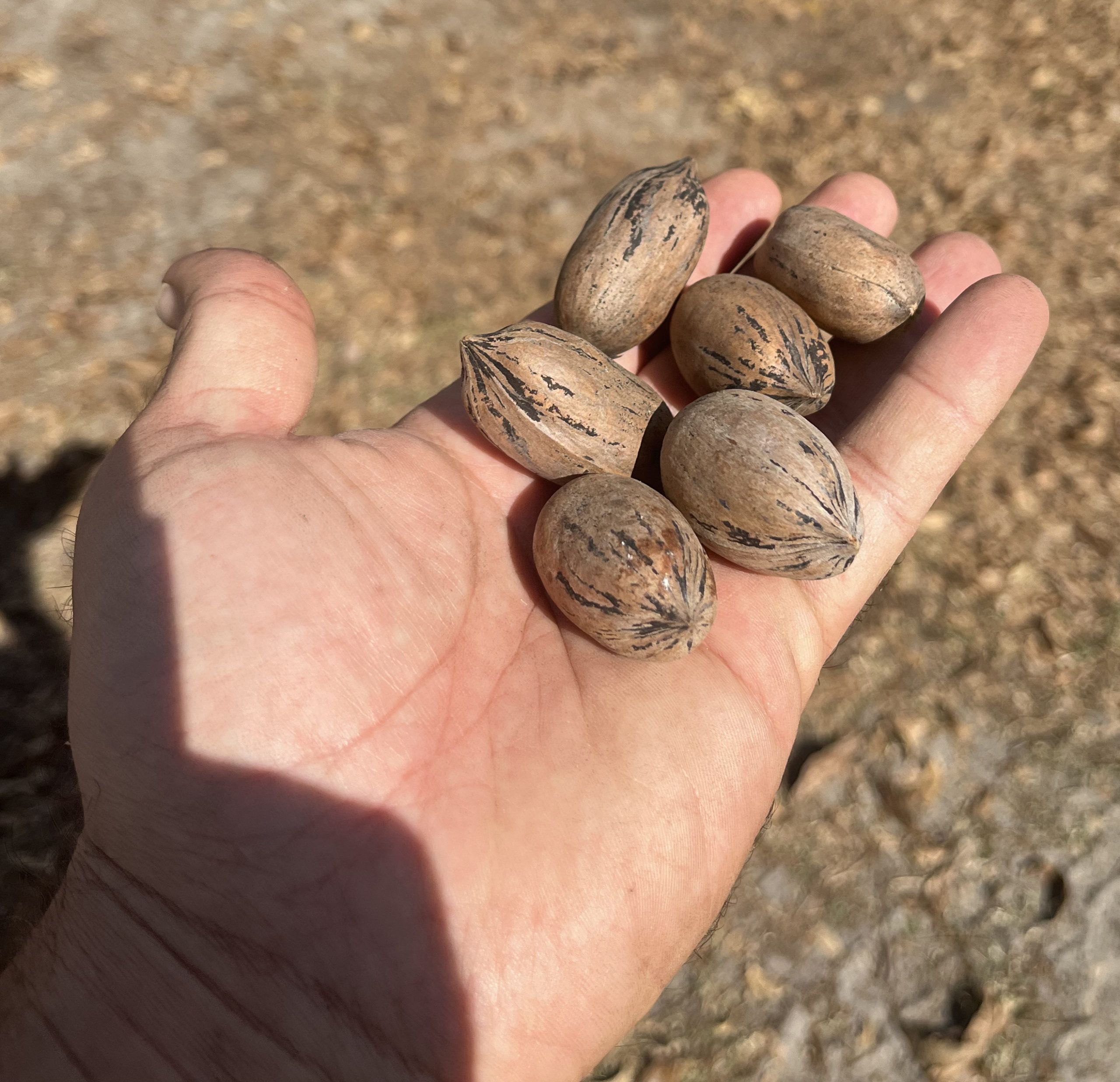 Featured image for “GPGA Executive Director Provides Update on 2025 Crop, India Market”