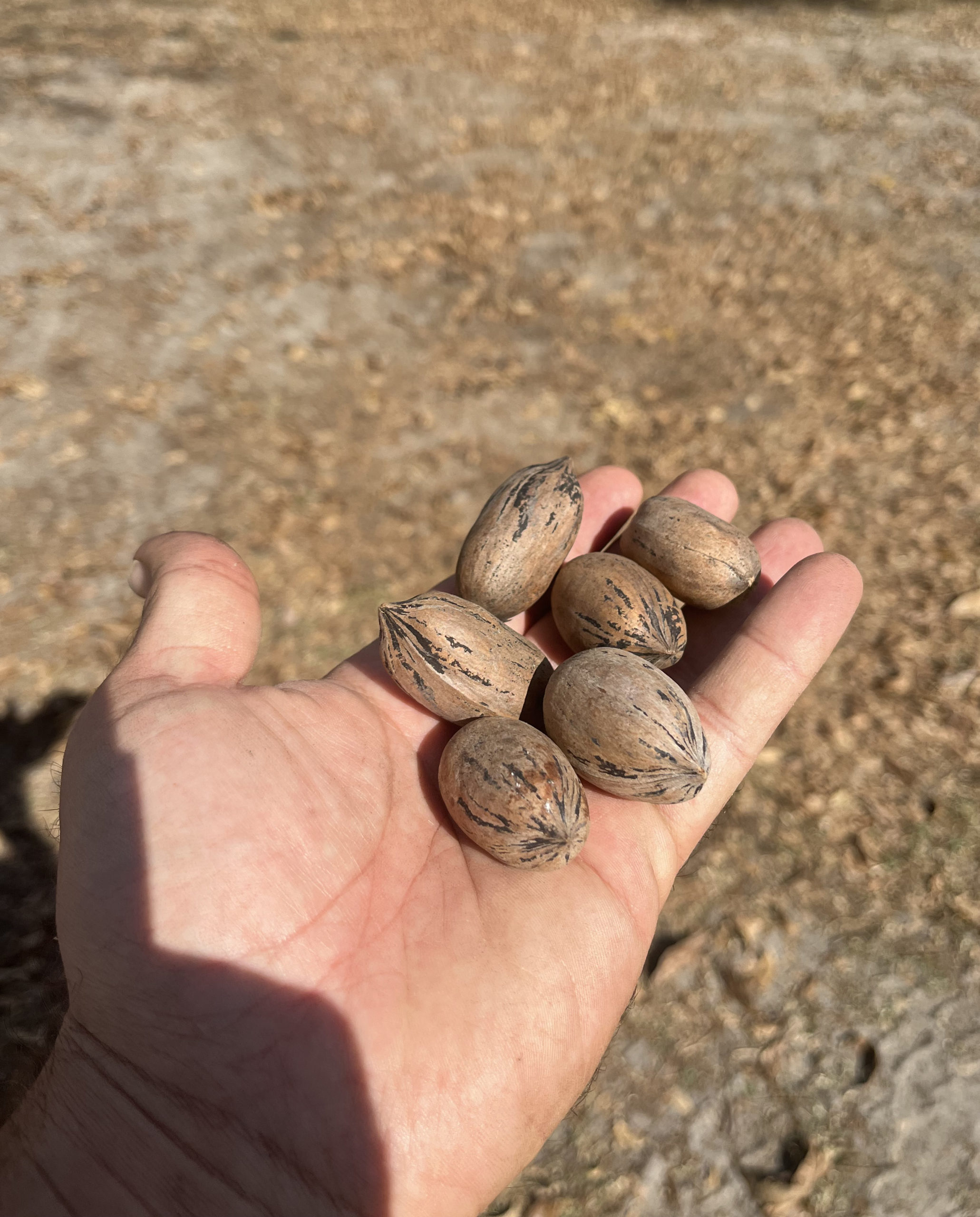 Featured image for “Back to the Basics: UGA Pecan Beginners Class Scheduled for March 31”