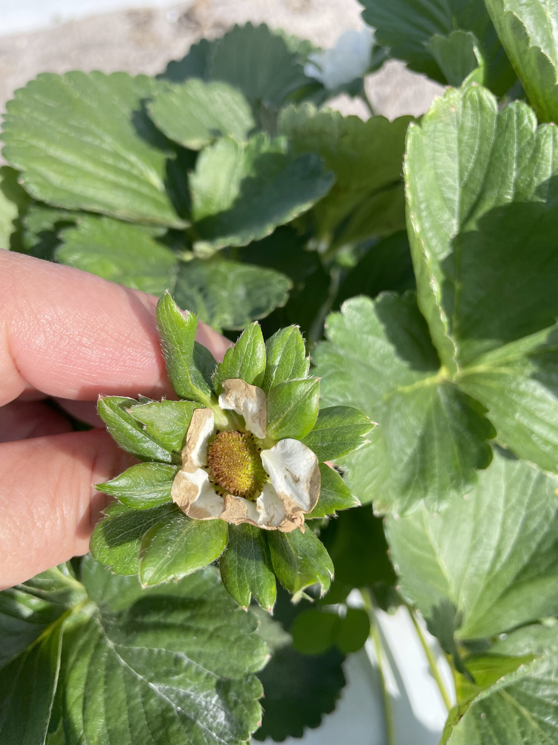 Featured image for “‘Light Frost’ Leads to Bloom Burn in Florida Strawberries”
